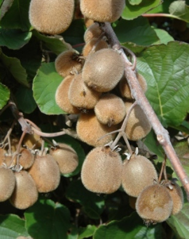 Kiwi selbstbefruchtende Solissimo