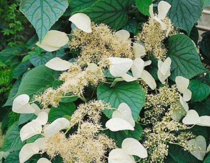 Schizophragma hydrangeoides Mondschein