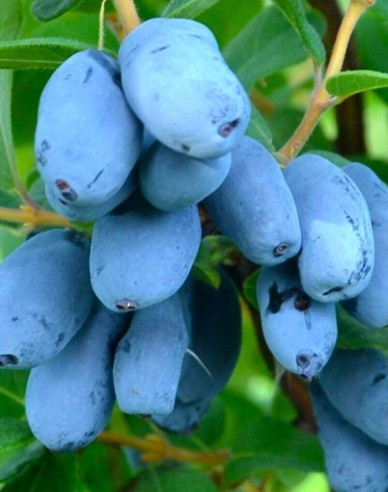 Sibirische Blaubeere ´Giant´s Heart´