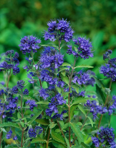 Bartblume Kew Blue