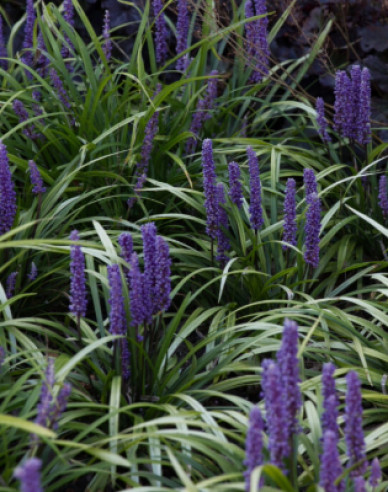 Liliengras Moneymaker