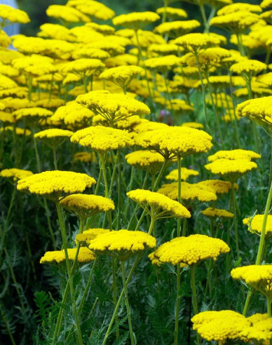 Schafgarbe Skysail Yellow