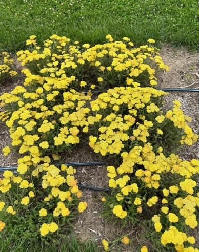 Schafgarbe Skysail Yellow