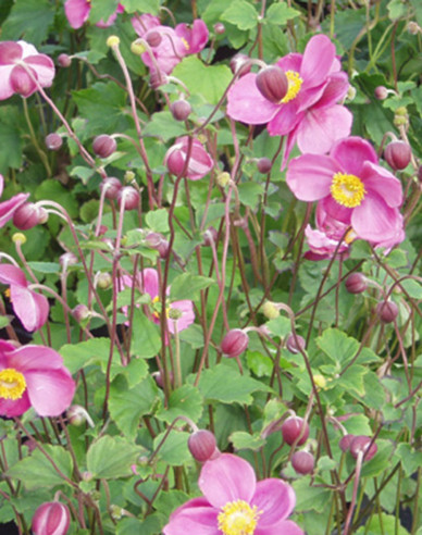 Herbst-Anemone September Charm