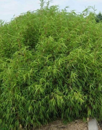 Bambus Fargesia Rufa