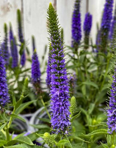 Ähriger Ehrenpreis Ulster Dwarf Blue