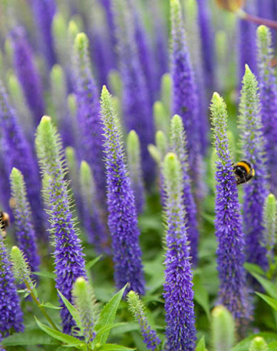 Ähriger Ehrenpreis Ulster Dwarf Blue