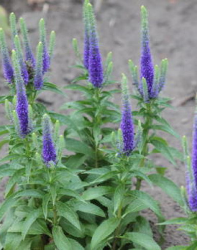 Ähriger Ehrenpreis Ulster Dwarf Blue