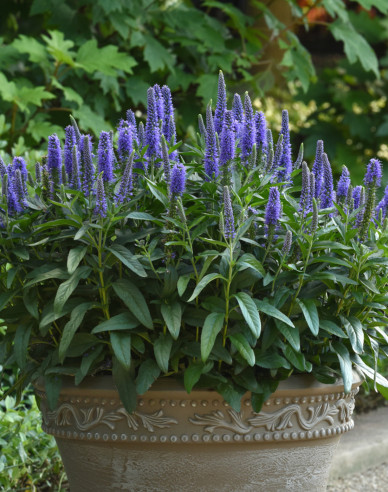 Ähriger Ehrenpreis Ulster Dwarf Blue