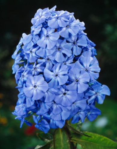 Phlox Blue Boy