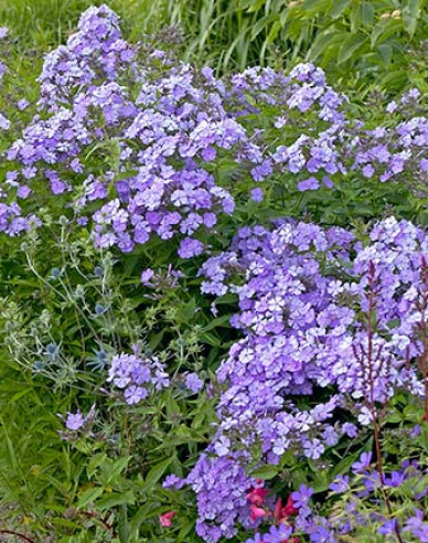 Phlox Blue Boy