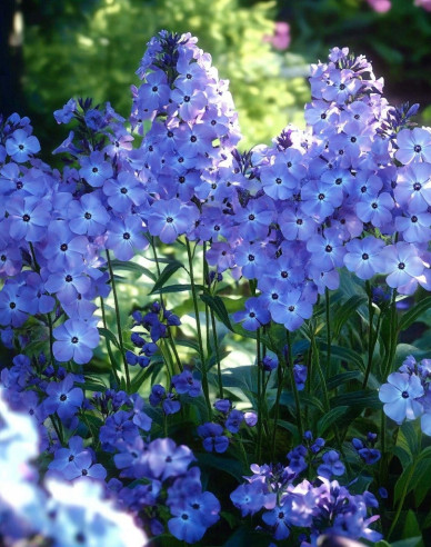 Phlox Blue Boy
