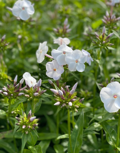 Phlox David