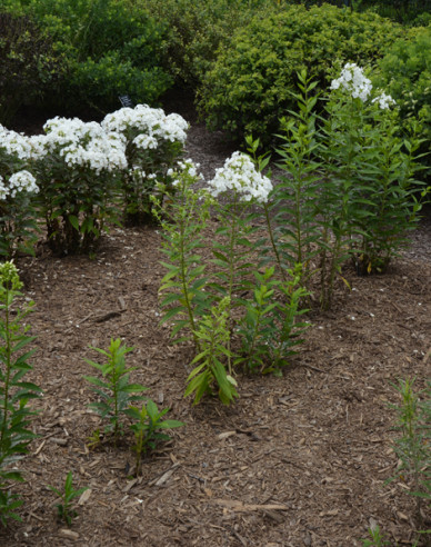 Phlox David