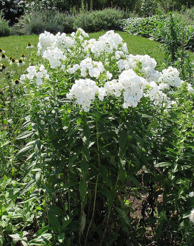 Phlox David