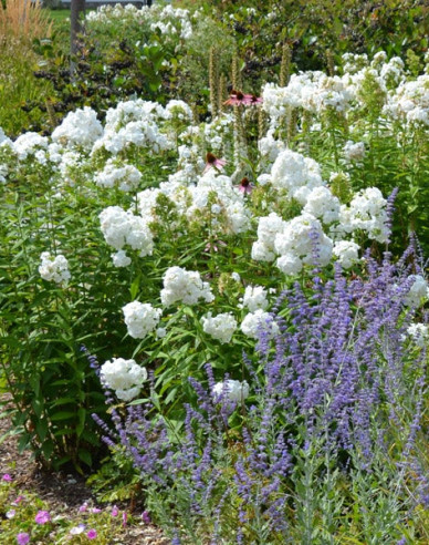 Phlox David
