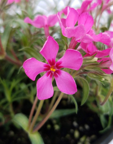 Phlox Scarlet Flame