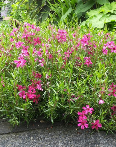 Phlox Scarlet Flame