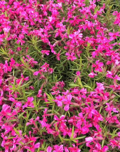 Phlox Scarlet Flame