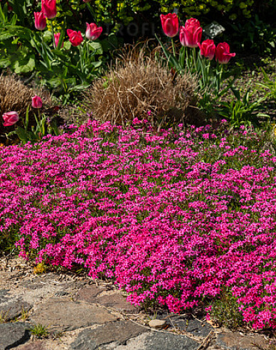 Phlox Scarlet Flame