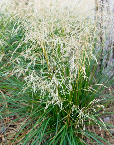 Schmiele Goldtau