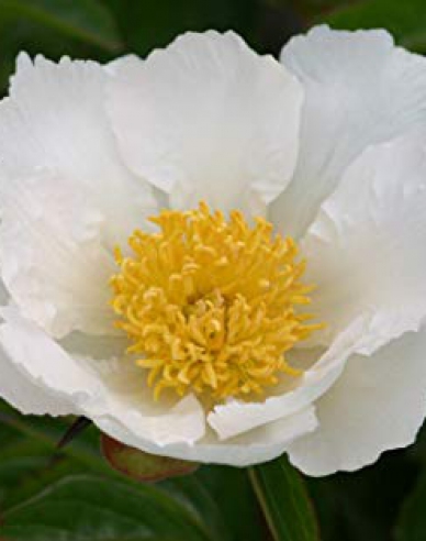 Chinesische Pfingstrose Krinkled White