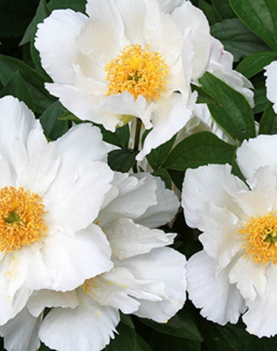 Chinesische Pfingstrose Krinkled White