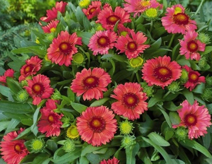 Ackerwinde Messa Red