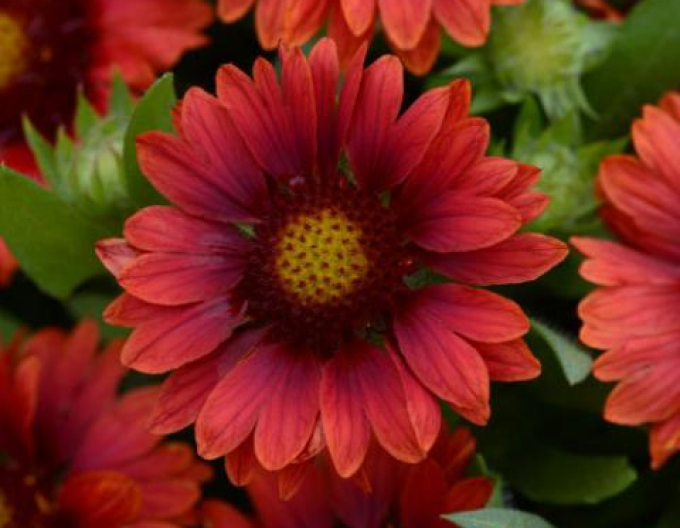 Ackerwinde Messa Red