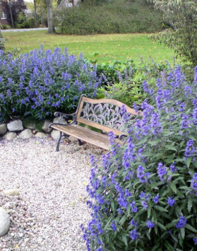 Bartblume "HEAVENLY BLUE"