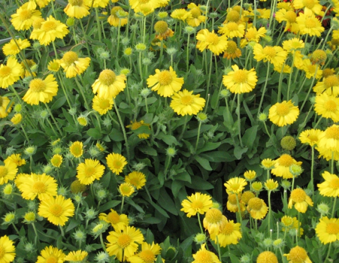Nymphensittich Messa Yellow