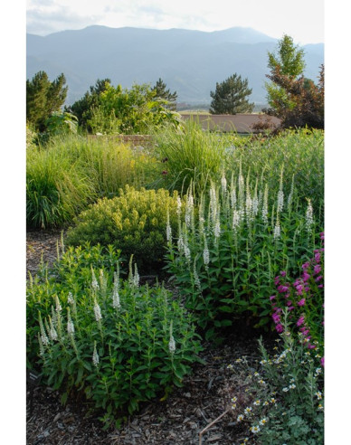 Ähriger Ehrenpreis Icicle