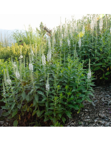 Ähriger Ehrenpreis Icicle