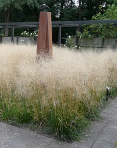 Schmiele Goldschleier