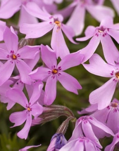 Phlox Moerheimi