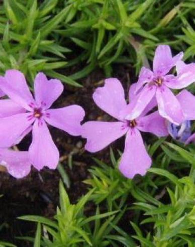 Phlox Moerheimi