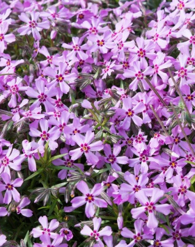 Phlox Moerheimi
