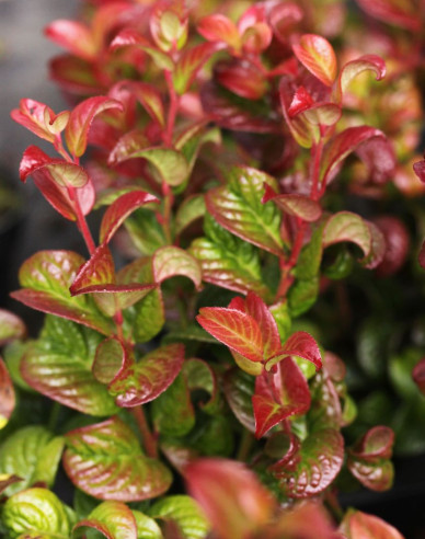 Leukote axillaris Twisting Red