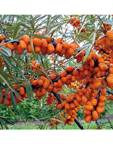 Sanddorn Friesdorfer Orange selbstbefruchtend
