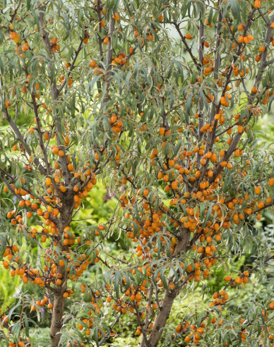 Sanddorn Friesdorfer Orange selbstbefruchtend