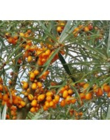 Sanddorn Friesdorfer Orange selbstbefruchtend