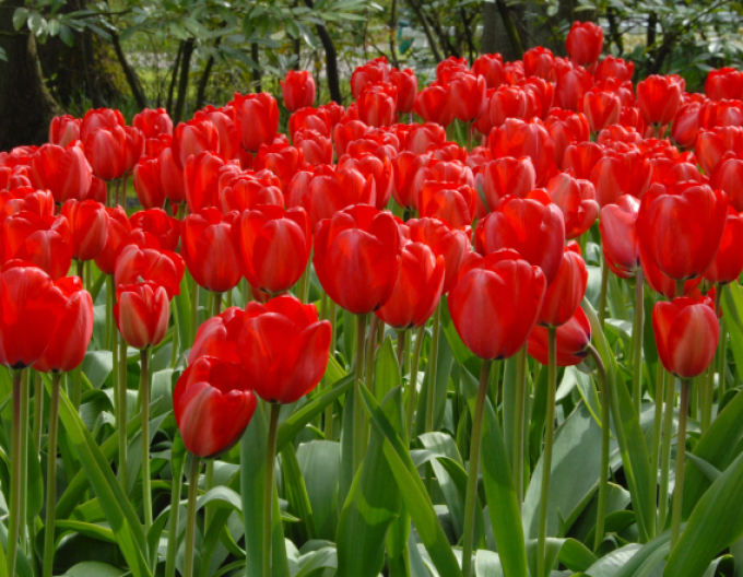 Tulpe exklusiv Gama Red