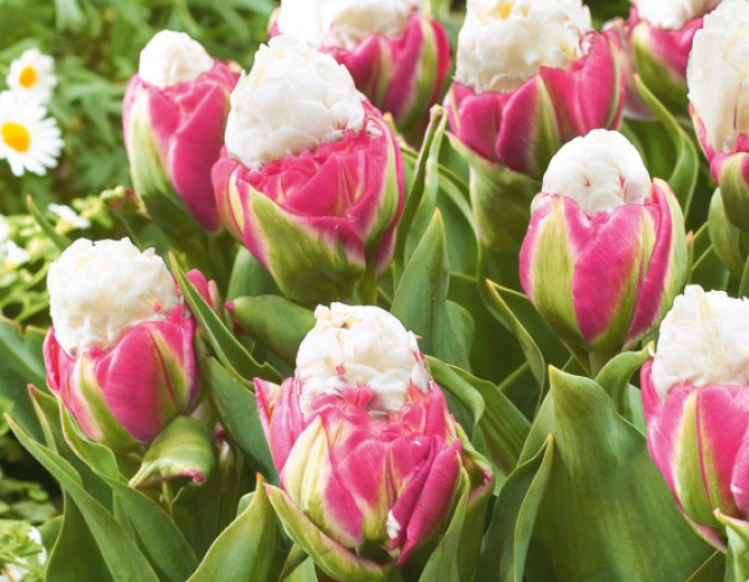 Tulpe Ice Cream