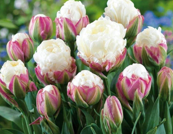 Tulpe Ice Cream
