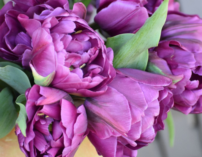 Tulpe Negrita Double