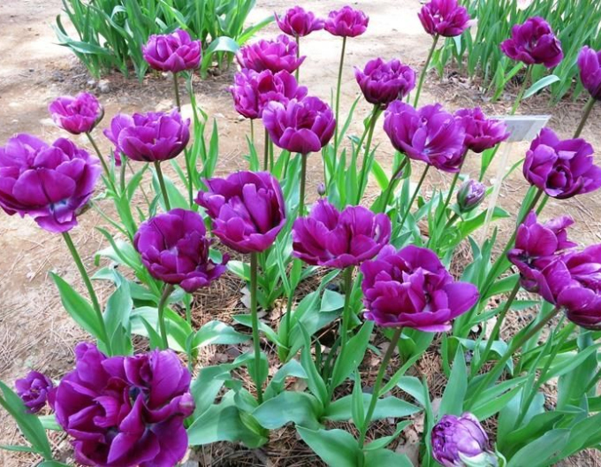 Tulpe Negrita Double