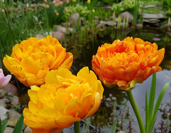 Tulpe Double Beauty von Apeldorn