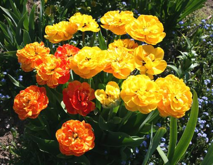 Tulpe Double Beauty von Apeldorn