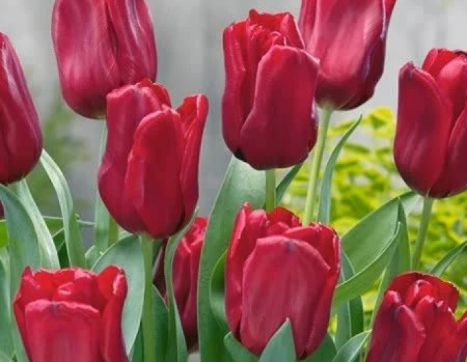 Tulpe Seadov