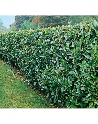 Kirschlorbeer Novita 9x9